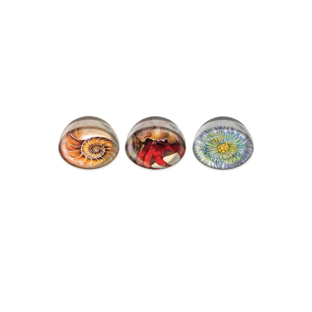 [0045-MGC] Invertebrate Cabochon Magnet or Paper Weight Set