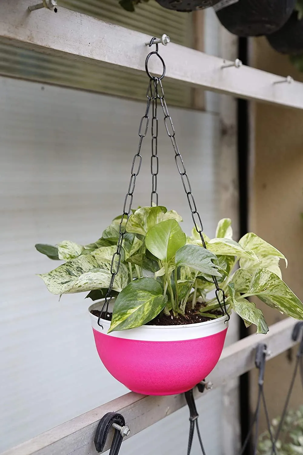 16 cm Double Color Hanging Pot (Multi) Qty 3 Pots