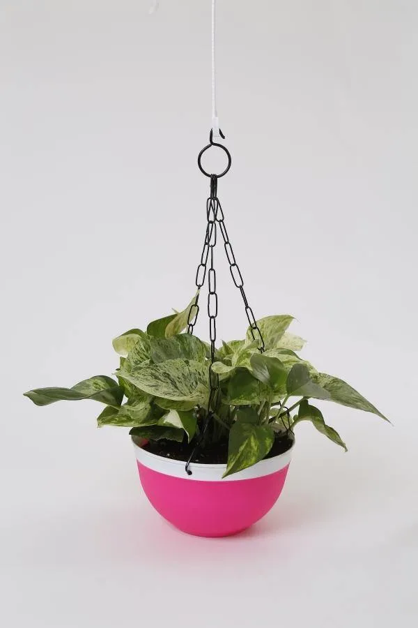 16 cm Double Color Hanging Pot (Pink)