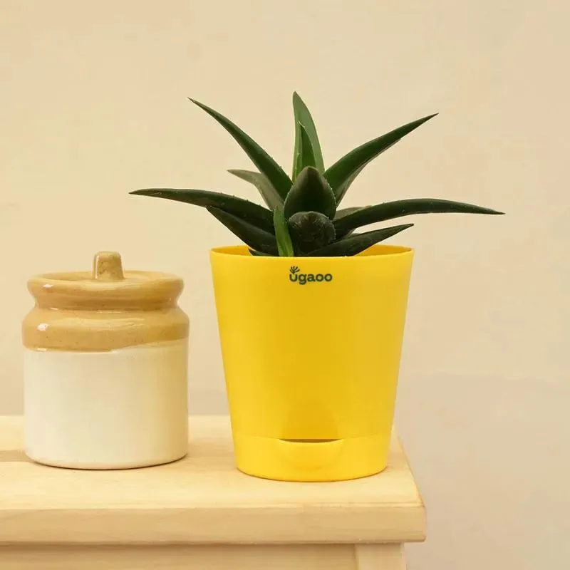 Aloe Vera Mini Plant Succulent Live Plant with Pot