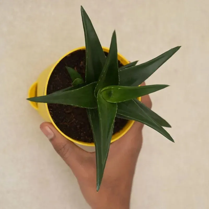 Aloe Vera Mini Plant Succulent Live Plant with Pot