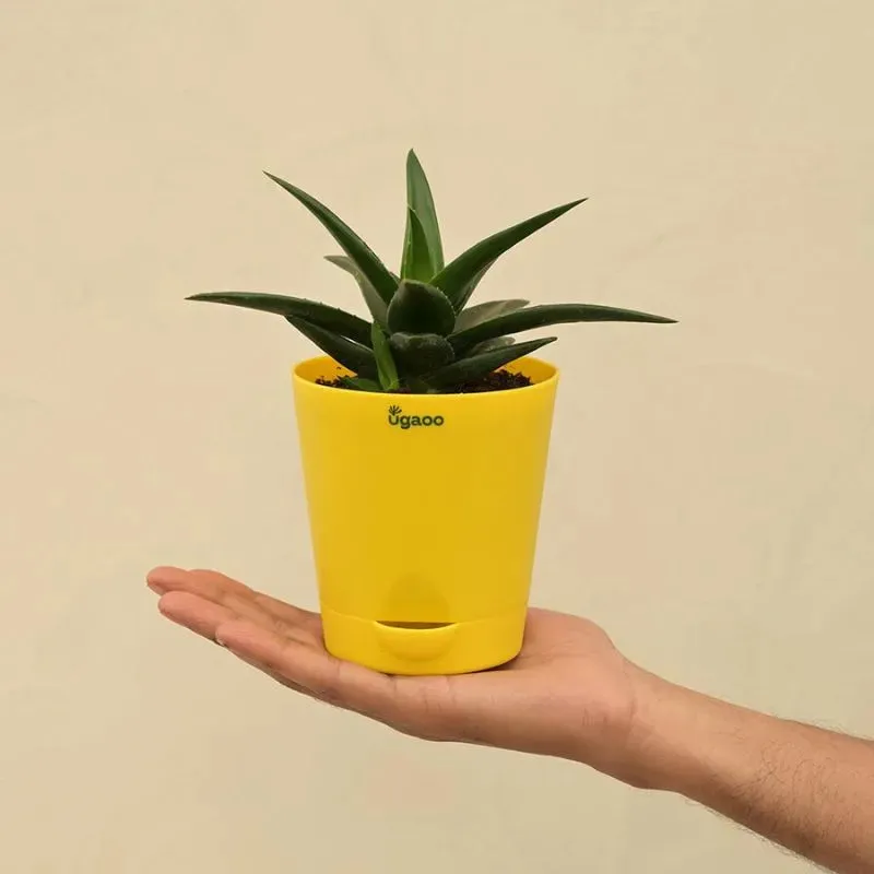 Aloe Vera Mini Plant Succulent Live Plant with Pot