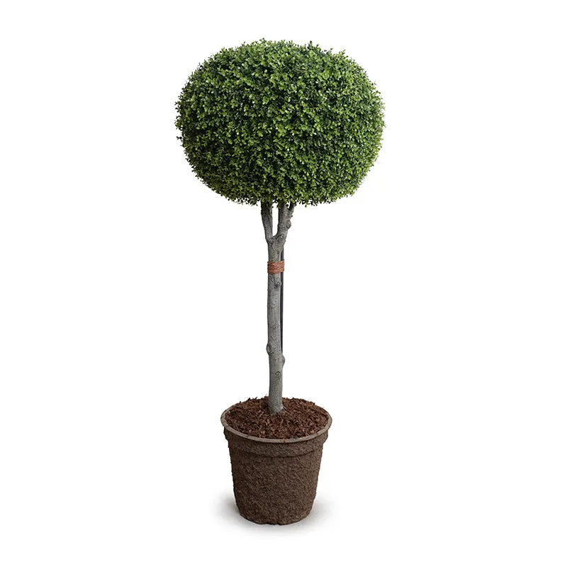 Boxwood Pumpkin Topiary 64"H