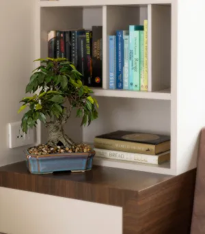 Broom bonsai succulent