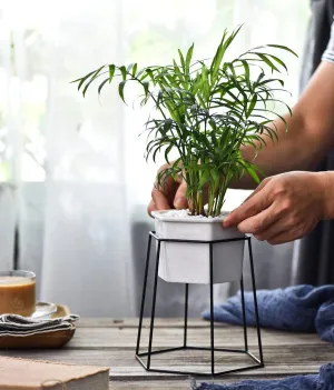 Dynesty - Hexagon Ceramic Planter & Stand