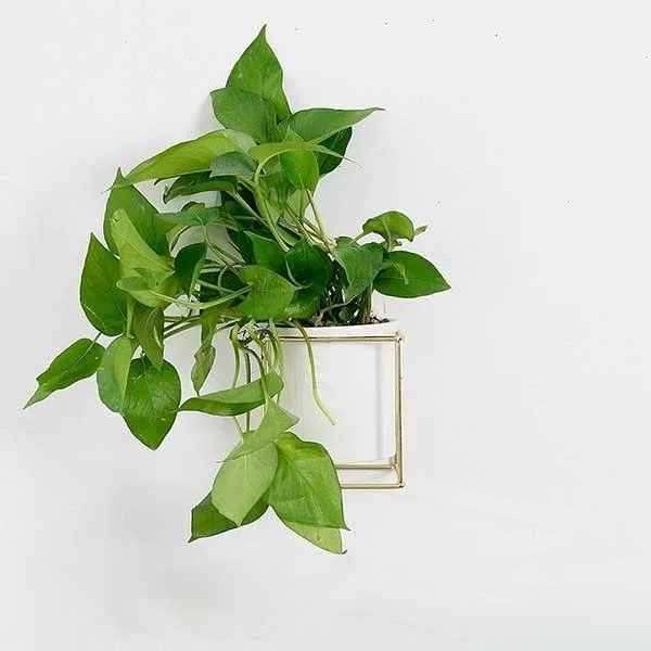 Fenella - Metal Frame Modern Planter