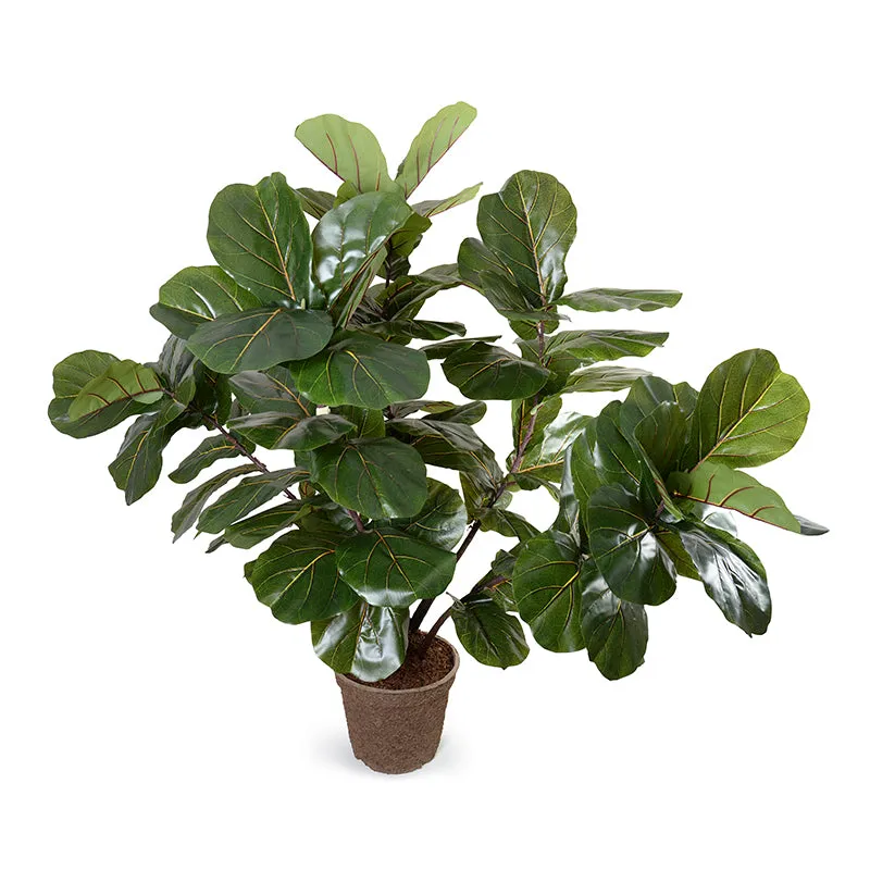 Fiddle Leaf Fig Large-Leaf Multi-trunk Tree, 64"H