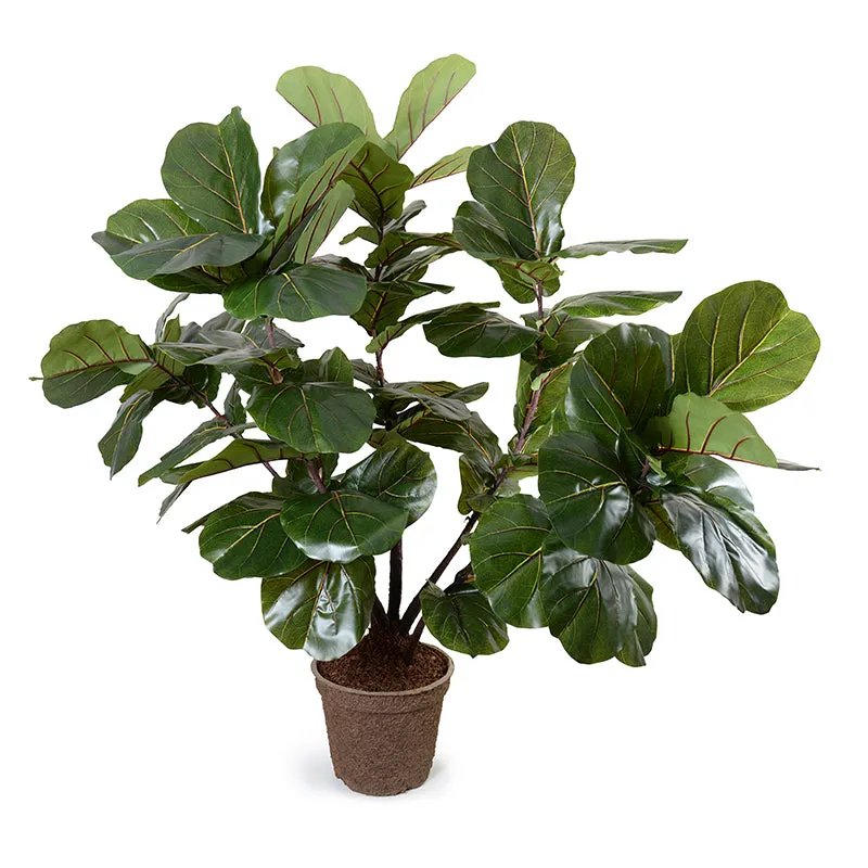 Fiddle Leaf Fig Large-Leaf Multi-trunk Tree, 64"H