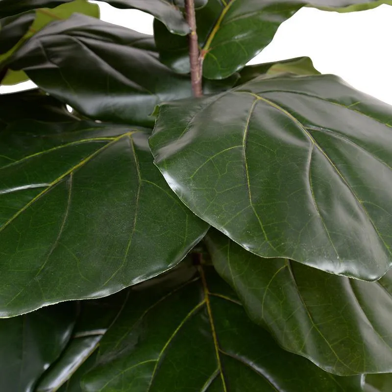 Fiddle Leaf Fig Large-Leaf Tree 64"