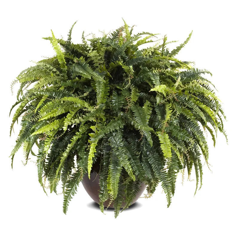 Forest Fern x9, 30"H