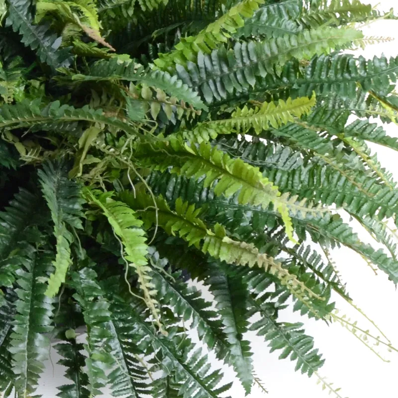 Forest Fern x9, 30"H