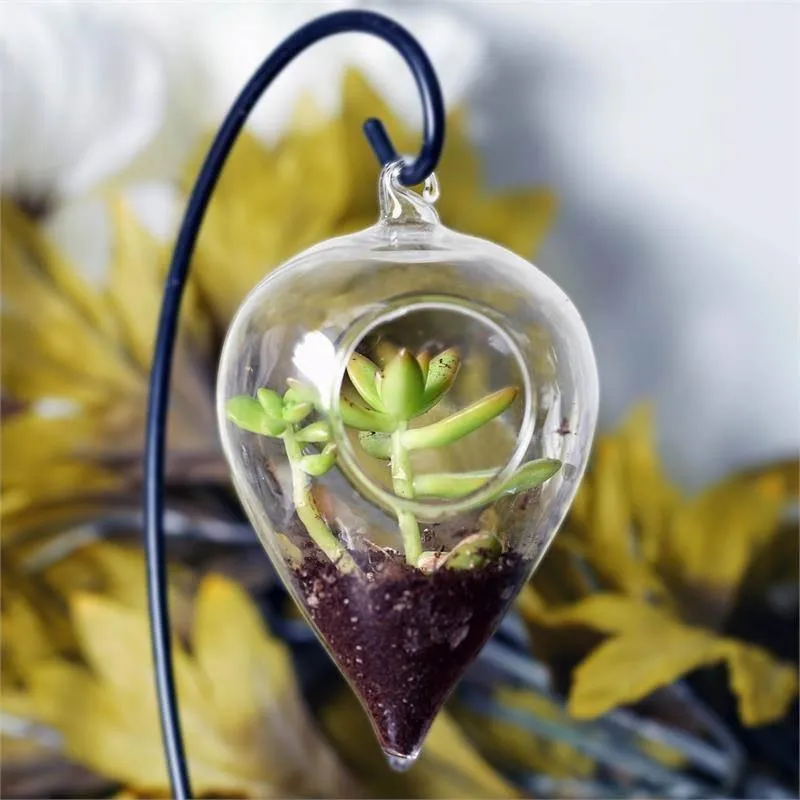 Morning Dew Drop Glass Terrarium 6/pk