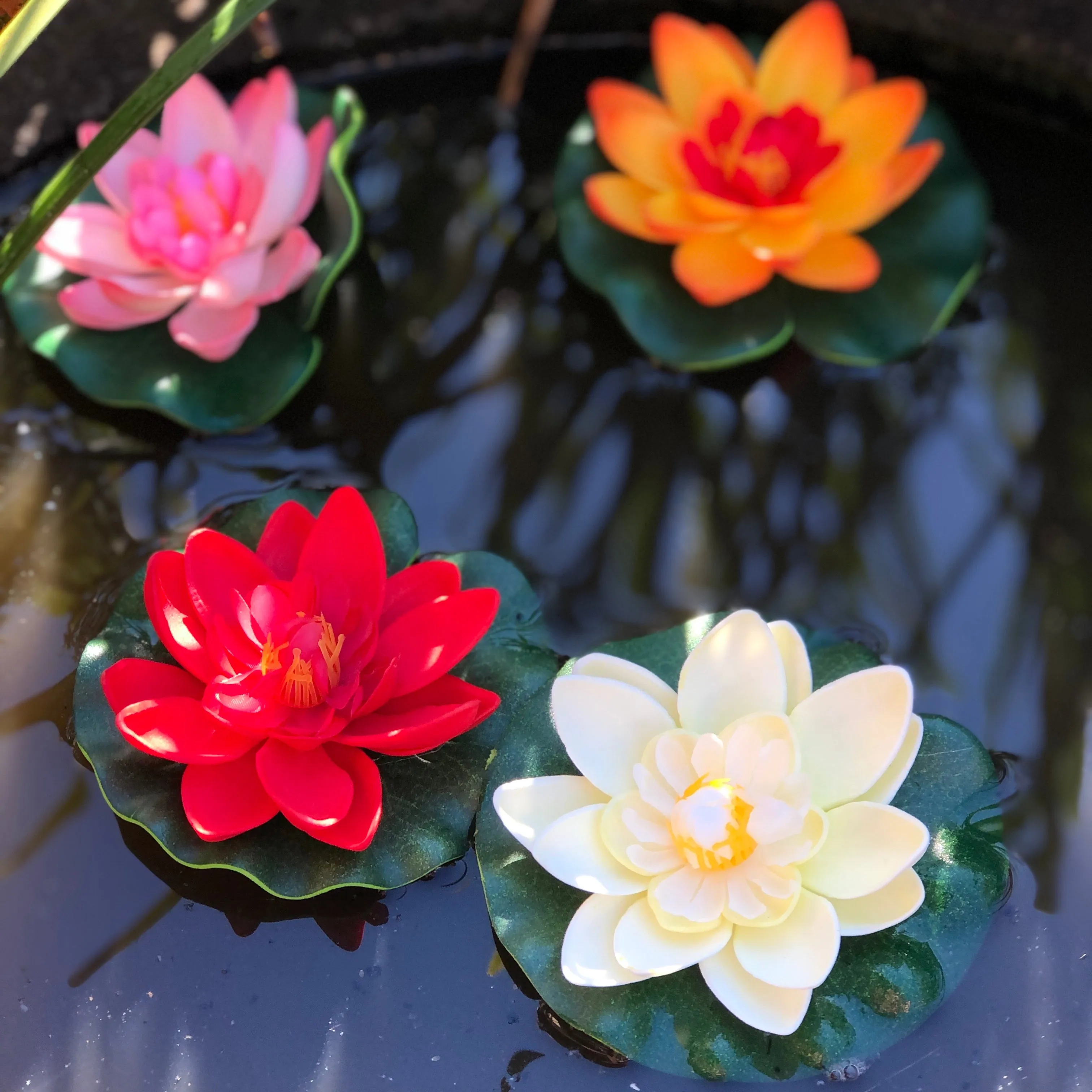 Small floating lotus flower