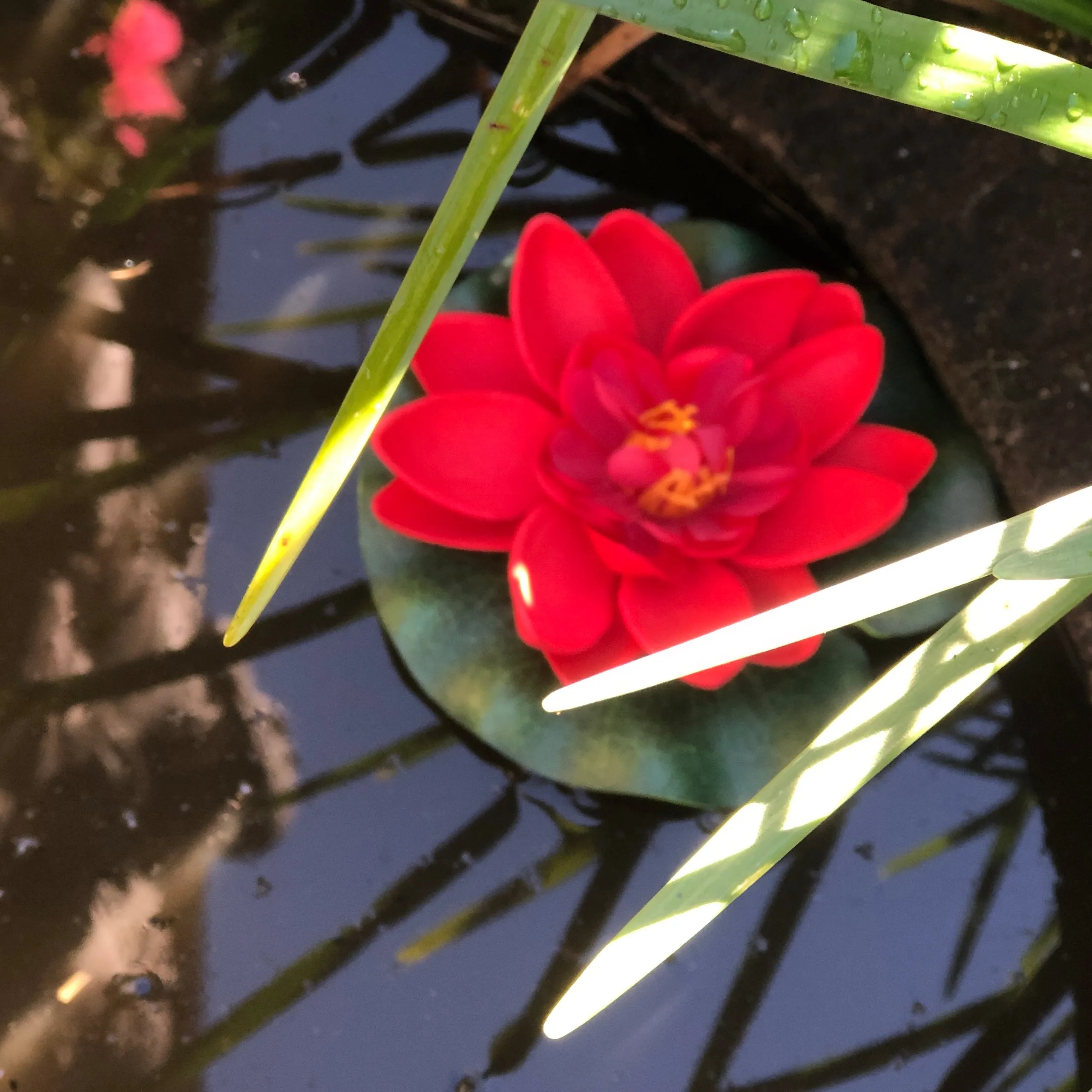 Small floating lotus flower