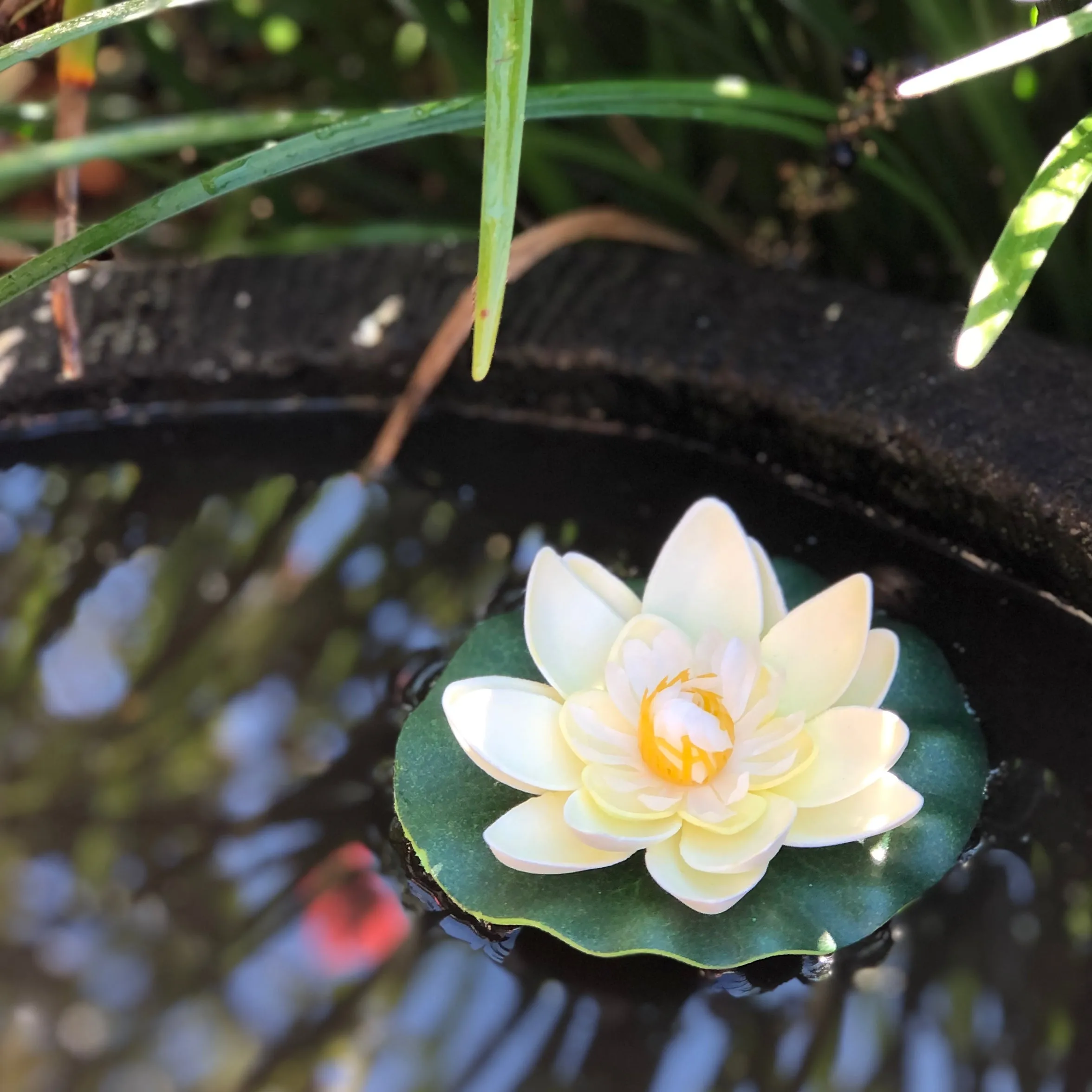 Small floating lotus flower