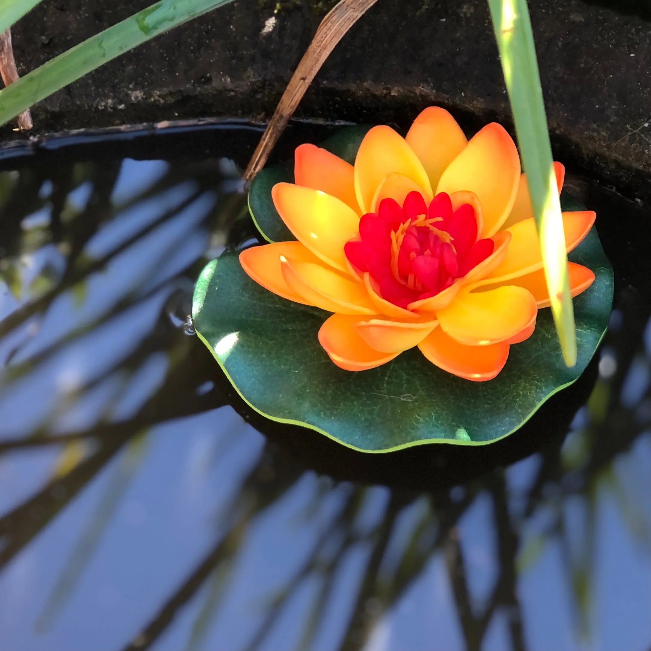 Small floating lotus flower