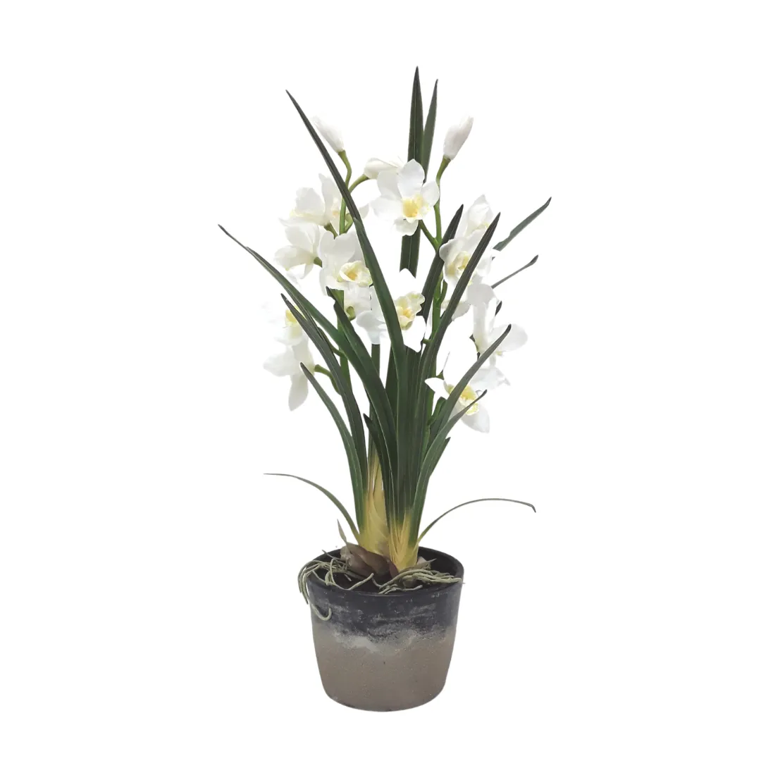 XLarge Potted Cymbidium - White